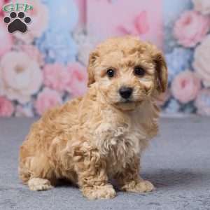 Tootsie, Bich-Poo Puppy